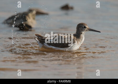 Das grüne Sandpiper (Tringa Ochropus) ist ein kleiner Watvogel (Shorebird) der alten Welt. Stockfoto