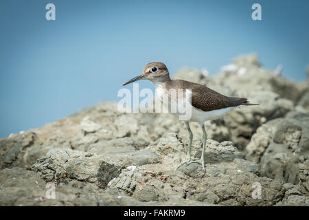 Das grüne Sandpiper (Tringa Ochropus) ist ein kleiner Watvogel (Shorebird) der alten Welt. Stockfoto