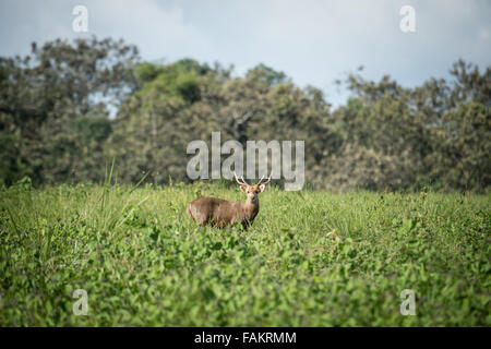 Sobald weit verbreitet und relativ reichlich, erlitt das Schwein Reh dramatische Rückgänge in Thailand. Stockfoto