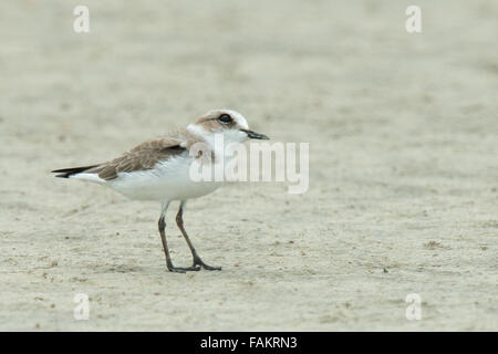 Der Seeregenpfeifer (Charadrius Alexandrinus) ist ein kleiner Watvogel in der Regenpfeifer-Vogel-Familie. Stockfoto