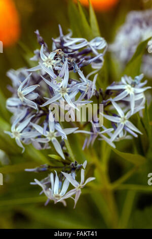 Amsonia hubrichtii Stockfoto