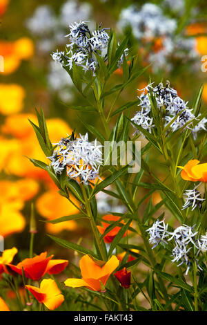 Blauer Stern Amsonia hubrichtii, kalifornischer Mohn, Hintergrund Eschscholzia californica Stockfoto