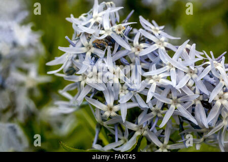 Amsonia hubrichtii Stockfoto