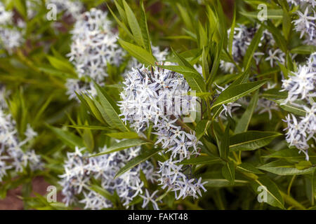 Amsonia hubrichtii Stockfoto