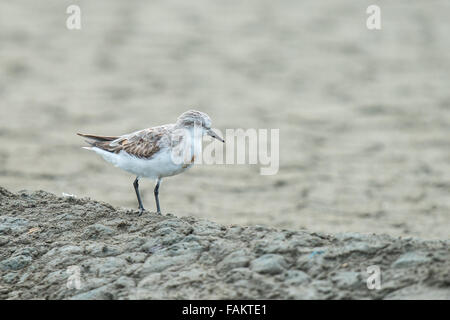 Die rot-necked Pensum (Calidris Ruficollis) ist eine kleine wandernde Watvogel. Pak Talay, Thailand. Stockfoto