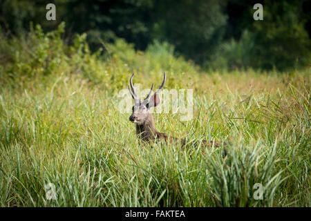 Sambar (Rusa unicolor) ist eine große Hirsche in den indischen Subkontinent, Südchina und Südostasien heimisch. Stockfoto