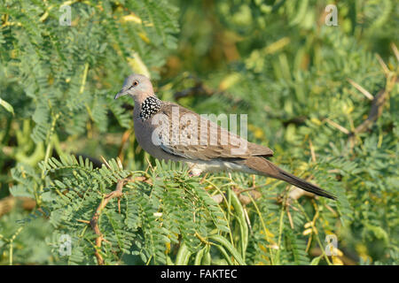 Die gefleckte Taube (Spilopelia Chinensis) ist eine kleine und etwas langschwänzigen Taube ist eine gemeinsame in Thailand Stockfoto