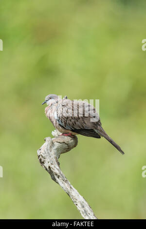 Die gefleckte Taube (Spilopelia Chinensis) ist eine kleine und etwas langschwänzigen Taube, die gemeinsame Wohnsitz in Thailand Stockfoto