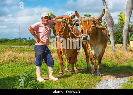 Kubanische Bauer mit Ochsen, Ochsen, Vinales Tal, Pinar Del Rio Kuba Stockfoto
