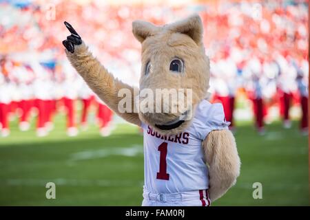 Miami, Florida, USA. 31. Dezember 2015. Das Oklahoma-Maskottchen in der Hauptstadt eine Orange Schüssel College Football Playoff-Spiel zwischen Oklahoma und Clemson auf Donnerstag, 31. Dezember 2015 im Sun Life Stadium in Miami Gardens, FL.  Bildnachweis: Jacob Kupferman/Cal Sport Media/Alamy Live-Nachrichten Stockfoto