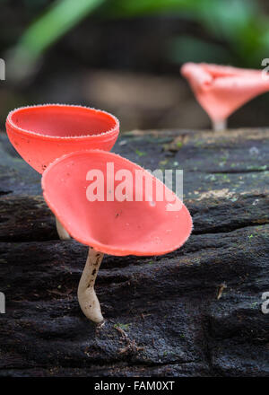Champagner Cup Pilz in Altrosa Farbe auf dem nassen Holz welche giftig Stockfoto