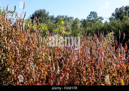 Gainesville Florida, Kanapaha Botanical Gardens, Pflanzen, Bäume, Natur, gelber Strauch jessamine, Cestrum aurantiacum, Besucher reisen Reise Tour Tourist t Stockfoto