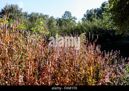 Gainesville Florida, Kanapaha Botanical Gardens, Pflanzen, Bäume, Natur, gelber Strauch jessamine, Cestrum aurantiacum, Besucher reisen Reise Tour Tourist t Stockfoto