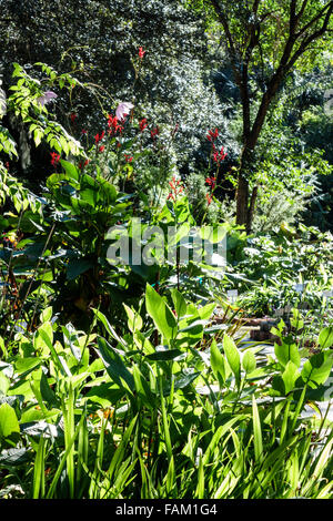 Gainesville Florida, Kanapaha Botanical Gardens, Pflanzen, Bäume, Natur, Besucher reisen Reisen Reise Tourismus Tourismus Wahrzeichen Kultur Kultur Kultur, Stockfoto