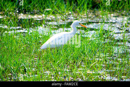 kleiner weißer Reiher Vogel, Vögel, Fauna, gefiederten, Jagd, in einem Moor in Rasen, Moor, Sumpf Vogel, tropischer Vogel, Tropen, weiß Stockfoto