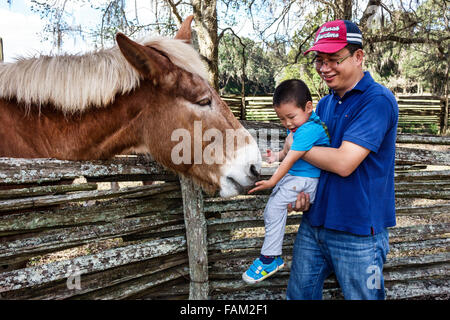 Gainesville Florida, Dudley Farm State Park, Homestead & Living History Museum, Grundstück, asiatischer Mann Männer männlich, Vater, Junge, Sohn, Cracker Pony, Pferd, FL151212119 Stockfoto