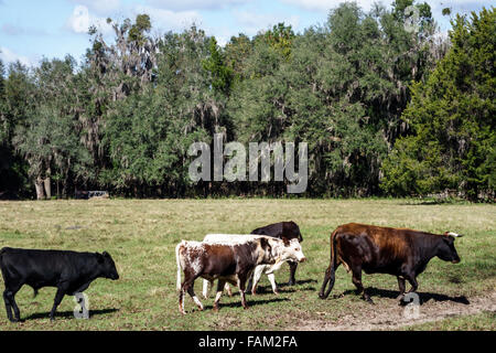 Gainesville Florida, Dudley Farm State Park, Homestead and Living History Museum, Eigentum, Rinder, Kühe, Weide, Besucher reisen auf Reisen touristisch Stockfoto