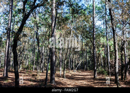 Gainesville Florida, San Felasco Hammock State Park, natürliche Landschaft, Natur, Wanderweg, Kiefernwald, Bäume, Besucher reisen Reisetour Touristen-Touren Stockfoto