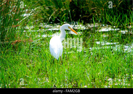 kleiner weißer Reiher Vogel, Vögel, Fauna, gefiederten, Jagd, in einem Moor in Rasen, Moor, Sumpf Vogel, tropischer Vogel, Tropen, weiß Stockfoto