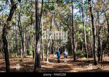 Gainesville Florida, San Felasco Hammock State Park, natürliche Landschaft, Natur, Wandern, Pfad, Pinienwald, Bäume, Teenager Teenager Teenager Jugendliche Jugendliche Jugendliche Jugendliche Stockfoto