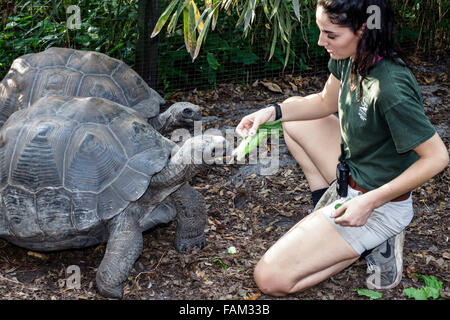Gainesville Florida, Santa Fe College Teaching Zoo, Galapagos Schildkröte, Chelonoidis nigra, Studenten Teenager Teenager Teenager Mädchen Mädchen, jung Stockfoto