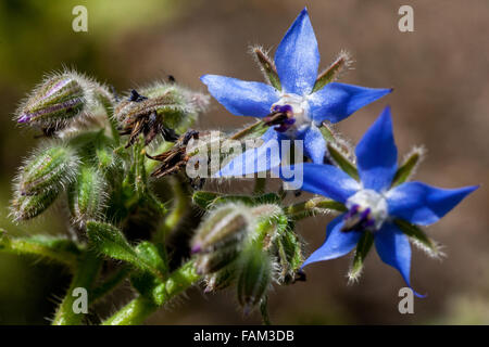 Borage Borago officinalis blühende Blumen Nahaufnahme Blume, Borago officinalis Nahaufnahme blühende blaue Blume, Nahaufnahme Blumen Borage Kräuter Stockfoto