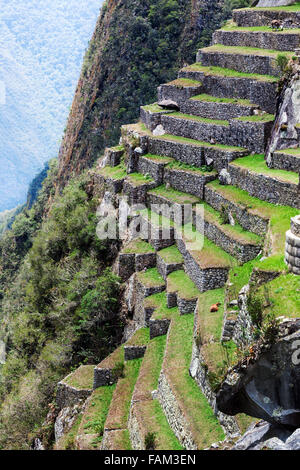 Terrassen auf dem Berg Machu Picchu Stockfoto