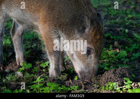 Jung-Wildschwein, Sus Scrofa Graben im Boden Stockfoto