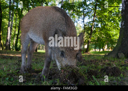 Jung-Wildschwein, Sus Scrofa Graben im Boden Stockfoto