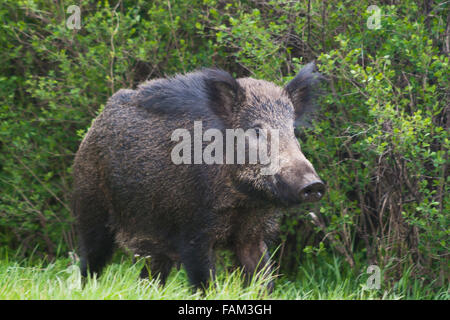 Wildschwein, Sus Scrofa weiblich Stockfoto