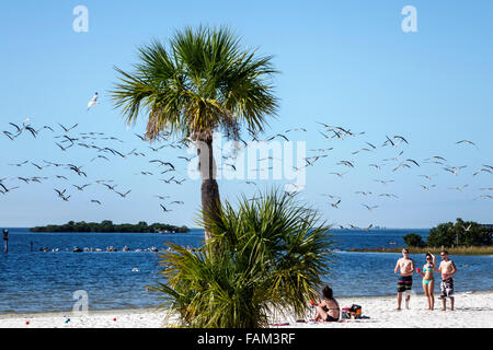 Florida Crystal River Water, Fort Island Gulf Beach, Golf von Mexiko, öffentlich, Sand, schwarzer Skimmer, Rynchops niger, Möwen, Seeschwalben, Seeschwalben, Herde, Palmen, Besuch Stockfoto