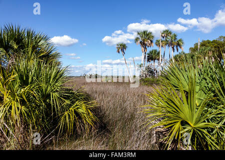 Florida Crystal River Wasser, Fort Island, natürliche Landschaft, Palmen, Sägegras, Besucher reisen Reise Touristik Wahrzeichen Kultur Stockfoto