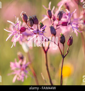 Ragged Robin Wildblumen im Juni, Arisaig, Schottland. Stockfoto