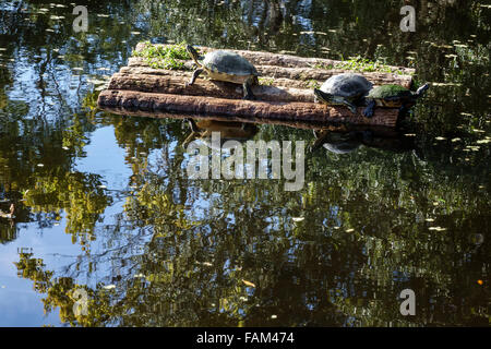 Florida Homosassa Springs, Besucherzentrum, Zentrum, Teich, bemalte Schildkröten, Besucher reisen Reisen Touristik Tourismus Wahrzeichen Kultur Kultur Stockfoto