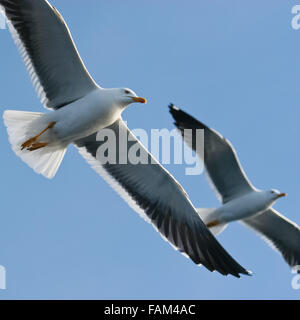 Geringerem Black-backed Möwen Larus Fuscus im Flug Stockfoto