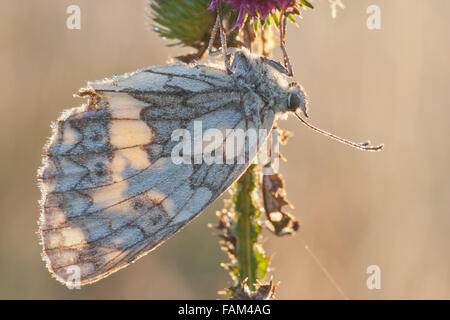 Marmorierte weißer Schmetterling Tropfen Melanargia Galathea schlafen mit Tau im Morgenlicht Stockfoto