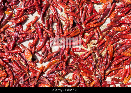 getrocknete Paprika sind in der Sonne trocknen. Stockfoto