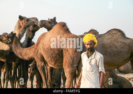 Ein nicht identifizierter Kamel-Händler in der Pushkar fair am 23. November 2015 in Pushkar, Rajasthan, Indien Stockfoto