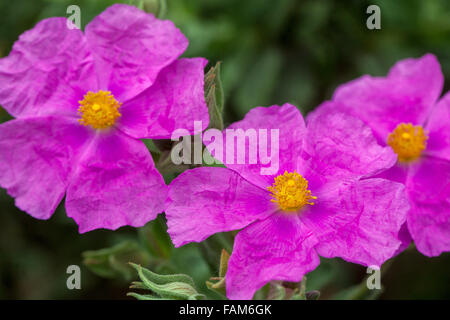 Rock Rose, Cistus Incanus Sunset" Stockfoto