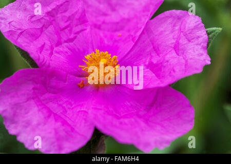 Rock Rose, Cistus Incanus Sunset" Stockfoto