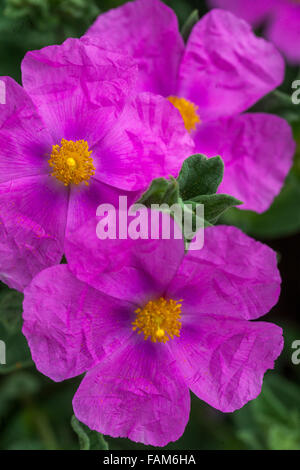 Rock Rose, Cistus Incanus Sunset" Stockfoto