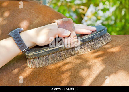 Junge Frau ist das Pferd Fellpflege. Stockfoto