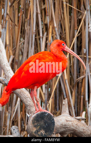 Das Scarlet Ibis ist eine Vogelart, die im tropischen Südamerika und den karibischen Inseln lebt Stockfoto