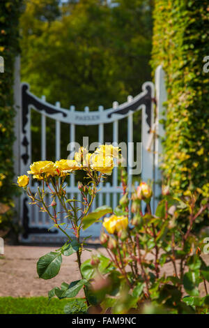 Bild der gelben Gartenrosen mit aus Fokus Tor im Hintergrund. Stockfoto