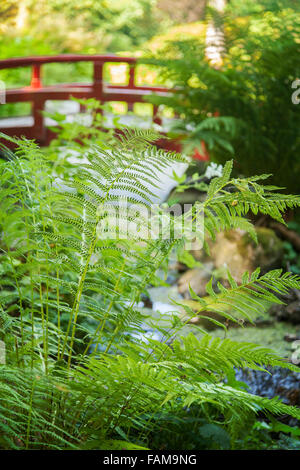 Bild des üppigen japanischen Stil Garten mit roten Fussgängerbrücke. Stockfoto