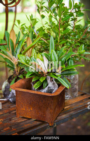 Rhododendron im Topf Stockfotografie - Alamy