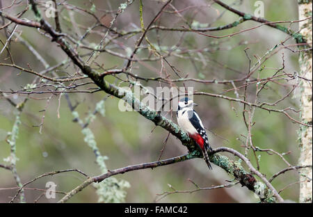 Buntspecht Stockfoto