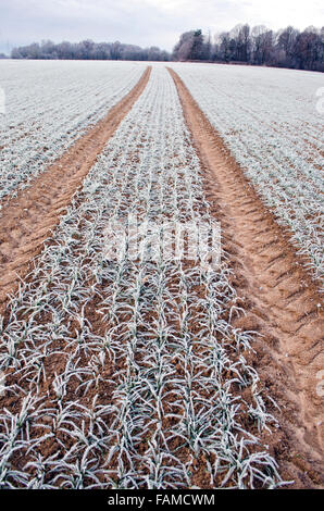 Landschaft mit Traktorspuren durch gefrorenen Weizenfeld im winter Stockfoto