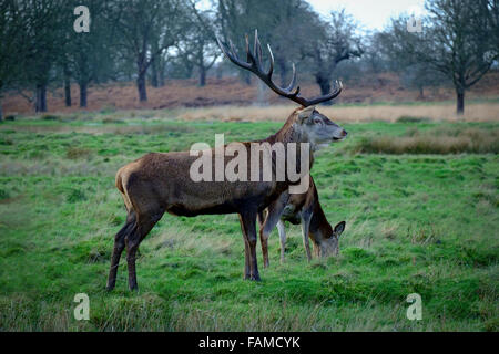 Richmond Park, in Richmond upon Thames, wurde von Charles erstellt, die ich im 17. Jahrhundert als Deer Park. Der größte der königlichen Parks in London. Stockfoto