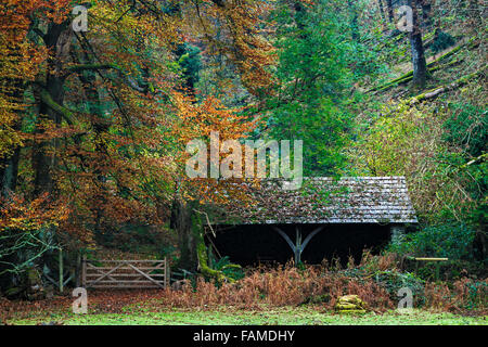 Altes landwirtschaftliches Gebäude, unter einem Baldachin von herbstlichen Buche Blätter, in der Nähe von Dulverton, Exmoor. Stockfoto